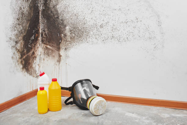 Best Fast Mold Removal  in Spring Hope, NC