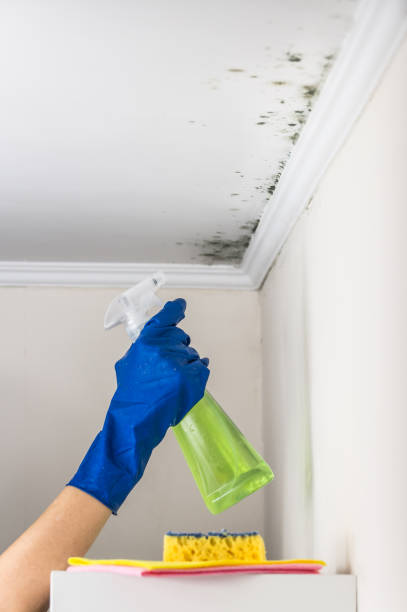 Best Attic Mold Removal  in Spring Hope, NC